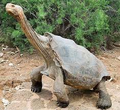 Aldabra memiliki nama latin yaitu, aldabrachelys gigantea. Kura Kura Galapagos Merupakan Kura Kura Terbesar Di Dunia Lingkungan Hidup