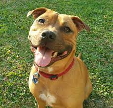 Breed Spotlight English Staffy Jordan Dog Training