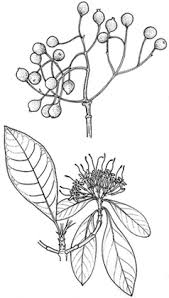 Image result for Pavetta sp. I