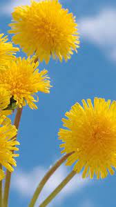 Dandelion flower wallpaper 4k, white, green background, aesthetic, heart, . Yellow Dandelion Wallpapers Top Free Yellow Dandelion Backgrounds Wallpaperaccess