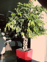 I came home from class today to find that my cat (named munchie) just finished off half a leaf. Ficus Benjamina Benjamin Tree Chinese Banyan Fig Indian Rubber Plant Small Leaved Rubber Plant Weeping Fig North Carolina Extension Gardener Plant Toolbox