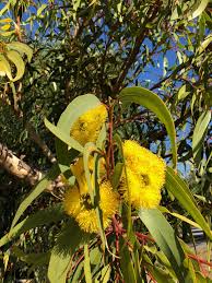 Peter on march 24, 2020: 18 What S Flowering In Perth March Ideas Perth Erings March