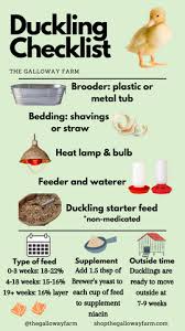 How Long Can Ducklings Be Away From Heat Lamp? | Backyard Chickens - Learn  How To Raise Chickens