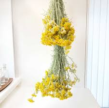 Image result for Helichrysum decorum