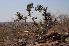 Image result for Ficus tettensis