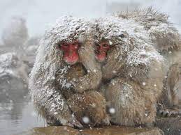 Japanese Macaques Commonly Referred To As Snow Monkeys Rest Near An Open Air Hot Spring Bath In Yamanouchi Snow Monkey Jigokudani Monkey Park Monkey Park