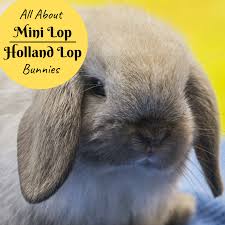 Small pets for sale from petco. Bunny Breed And Size Guide Mini Lop Holland Lop Rabbits Pethelpful