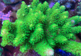 Image result for Acrotome hispida