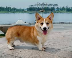 In addition, raisers are a decent wellspring of fundamental data on how well to think about your corgi all through its whole life. Corgi Puppies For Sale Virginia Beach Boulevard Va 209933