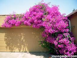 Check spelling or type a new query. Bougainvillea Secrets Sharing All I Know About This Colorful Plant