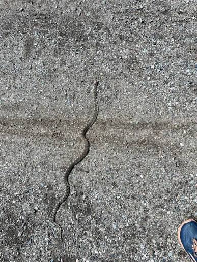 Anyone know what kind of snake this is and if it's poisonous or not? Was  about a metre long and seen along the KVR in ok falls TIA