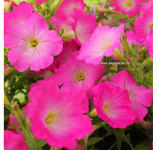Maybe you would like to learn more about one of these? Petuniya Opera Supreme F1 Pink Morn 5 Sht Drazhe