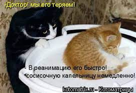 Котоматрица: -Доктор! мы его теряем! - В реанимацию его быстро! сосисочную  капельницу