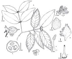 Image result for Cassipourea