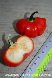 Image result for Solanum aethiopicum
