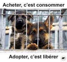 Check spelling or type a new query. Action Salon Du Chiot Beziers Alliance Ethique Montpellier By Night