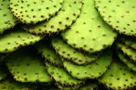 A cactus is a plant that flowers not a tree. Last Chance Foods Say Yes To Nopales Last Chance Foods Wnyc
