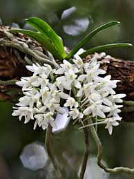 Image result for Angraecum chamaeanthus