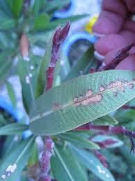 Oleandrin is an extract from the plant, nerium oleander, which contains substances that are similar to the active chemical found in the heart medication, digoxin. Oleander Pflanzenkrankheiten Schadlinge Green24 Pflanzen Garten Forum