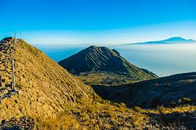 Image result for Cirsium  buchwaldii