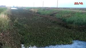 زهر النيل السرطان الأخضر ينهش شرايين سهل الغاب فيديو S A N A