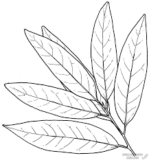Dibujos De Plantas Para Colorear
