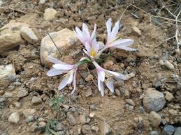 Image result for Colchicaceae