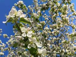 We did not find results for: Types Of Flowering Trees With Pictures For Easy Identification