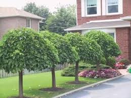 Image Result For Morus Alba Pendula Weeping Mulberry Tree Front Yard Tree Landscaping Trees For Front Yard