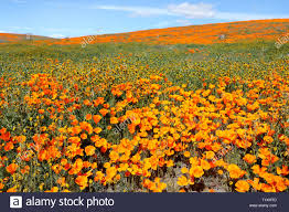 Antelope valley stock images from offset. Antelope Valley California Poppy Reserve Wild Flower Field Super Bloom Usa National Park Stockfotografie Alamy