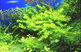 Image result for Rotala fontinalis