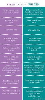 Difference Between Xylem And Phloem Comparison Summary Study Biology Biology Lessons Biology Notes