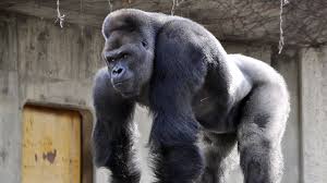 תוצאת תמונה עבור גורילה