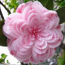 Specifications Reviews Price Histories And Tracker Of 50 Pieces Bag Camellia Seeds Camellia Flowers Seeds Unusual Flowers Beautiful Flowers Amazing Flowers