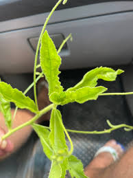 Image result for Tricliceras lanceolatum