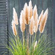 Pampas gras samen pampasgras rasen pflanze ornamental mode gartendekoration #b. Pampasgras Evita Im Ca 19 Cm Topf Online Kaufen Bei Gartner Potschke