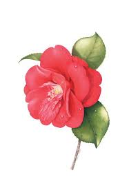 Camellia Japonica 1 Print Annie Hughes Flower Art Painting Flower Painting Watercolor Flowers