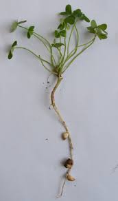 We did not find results for: A Seasonal Pest Ongardening Com