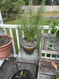 Image result for rosemary container