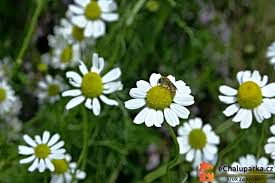 Image result for Komule střídavolisté