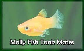 Welcome to live fish direct where you have the unique opportunity to buy live african cichlids and other freshwater tropical aquarium fish direct from the source, where retailers across the united states order from. Molly Fish Tank Mates Live Bearing Bottom Feeder Non Live Bearer