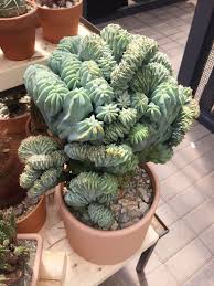 The average high temperature in july is 91.6 degrees, with an average low temperature in january of 22.1. Nyc S Coolest New Pop Up Shop Is A Greenhouse With 1 000 Cacti Curbed