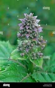 Image result for Rotheca