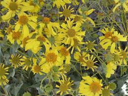 Image result for Tragia lasiophylla