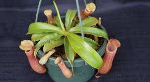 Dari berbagai macam bunga didunia ini ada beberapa bunga yang paling langka dan hampir punah didunia ini. 25 Tumbuhan Langka Di Indonesia Nyaris Punah