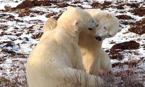 Til that residents of churchill, manitoba leave their cars unlocked to offer an escape for pedestrians who might encounter polar bears. An Awesome Polar Bear Tour In Churchill Manitoba