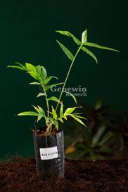 Image result for Bambusa balcooa