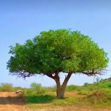 Image result for Dobera