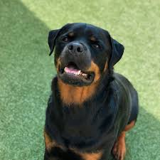 No classes currently scheduled for this location. Palm Beach Pet Boarding Pet Paradise