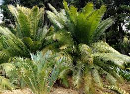 Image result for Cycas thouarsii